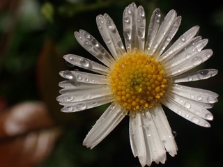 P1033541a.jpg